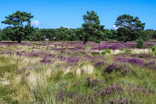 Petite sélection de 3 magnifiques campings pour des vacances dans les Landes