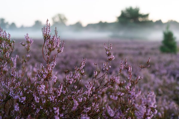 Où trouver un sauna pour se détendre dans les Landes